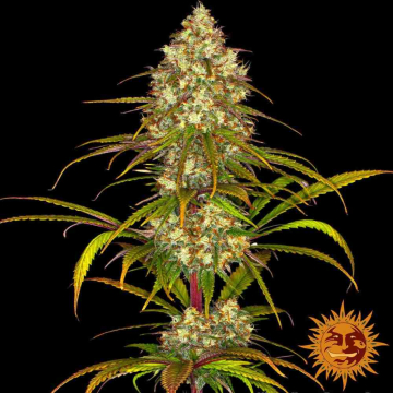 liberty-haze-barneys-farm6_1.jpg