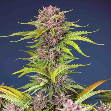 mimosa-bruce-banner-xl-auto-sweet-seeds4.jpg