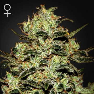 moby-dick-feminizada-green-house-seeds_1.jpg