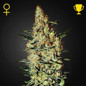 neville-haze-feminizada-green-ho_1_.jpg