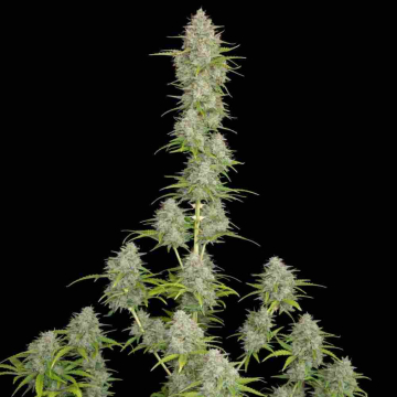 orange-sherbet-auto-fast-buds_1.jpg