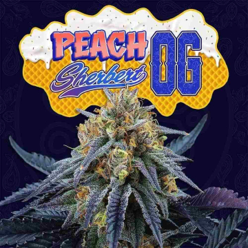 peach-sherbert-og6.jpg