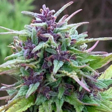 purple-cbd-feminizada1.jpg