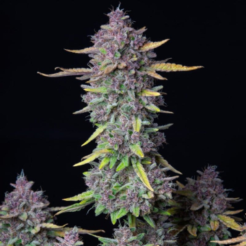 purple-punch-auto-fast-buds-1.jpeg