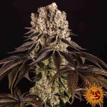 purple-punch-barneys-farm_1.jpg