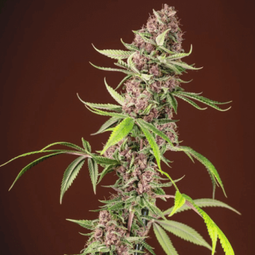 red-mandarine-f1-fast-version-sweet-seeds1.png