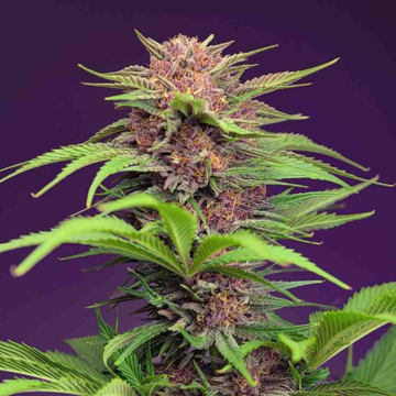 red-mimosa-xl-auto-sweet-seeds3.jpg