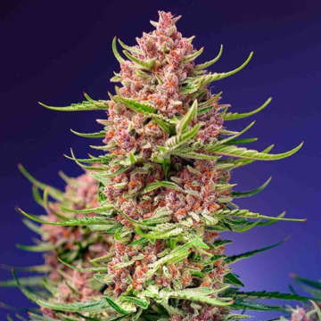 strawberry-cola-sherbet-f11.jpg