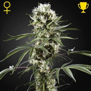 super-lemon-haze-feminizada-gree_1_.jpg