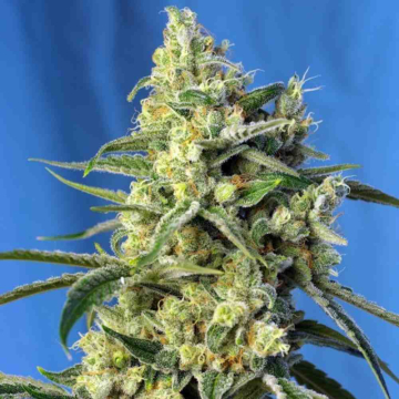 sweet-amnesia-haze-sweet-seeds3.jpg