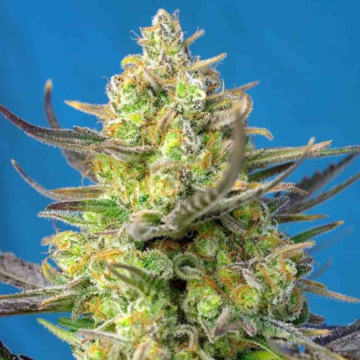 sweet-cheese-xl-auto-sweet-seeds_1.jpg