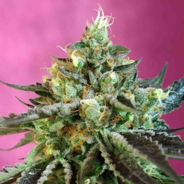 sweet-nurse-auto-cbd-sweet-seeds1.jpg