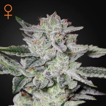 sweet-valley-kush-feminizada-green-house-seeds.jpeg