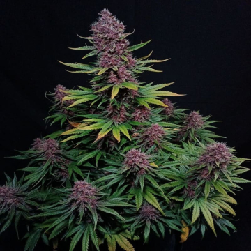 ztrawberriez-auto-fast-buds2_1.jpg