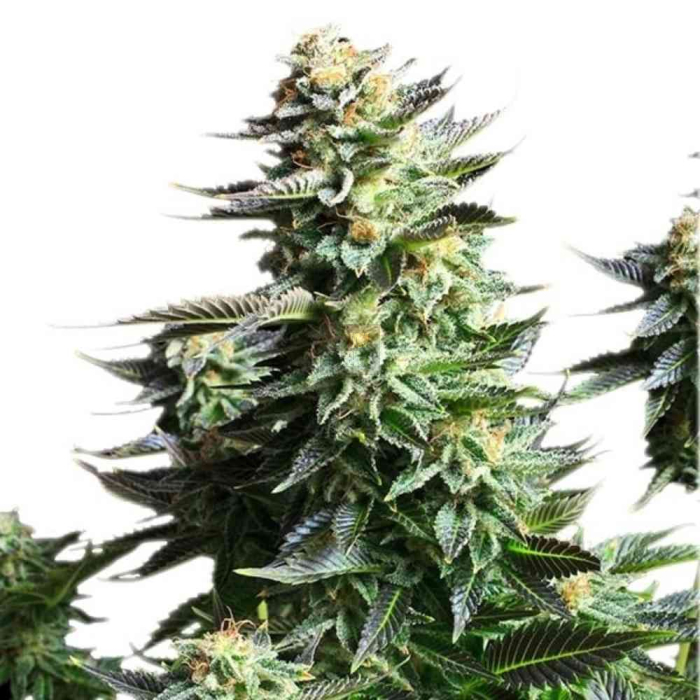 amnesia-haze-fem-royal-queen-seeds5.jpg