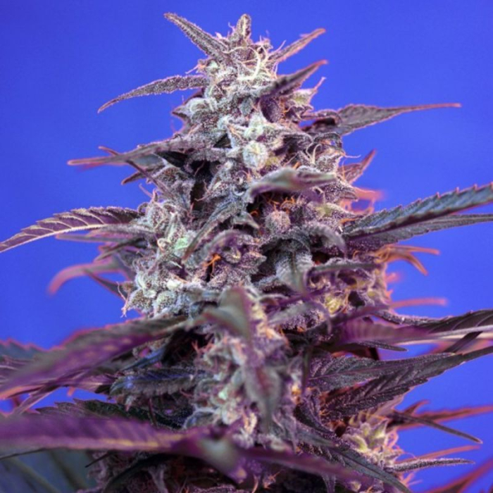 auto-bloody-skunk-sweet-seeds_1_.jpg