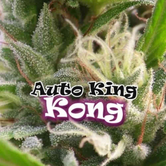 auto-king-kong-dr-underground_1.jpg