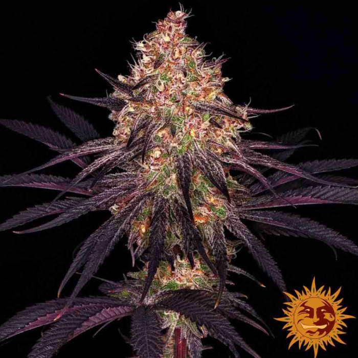 ayahuasca-purple-barneys-farm1_1.jpg