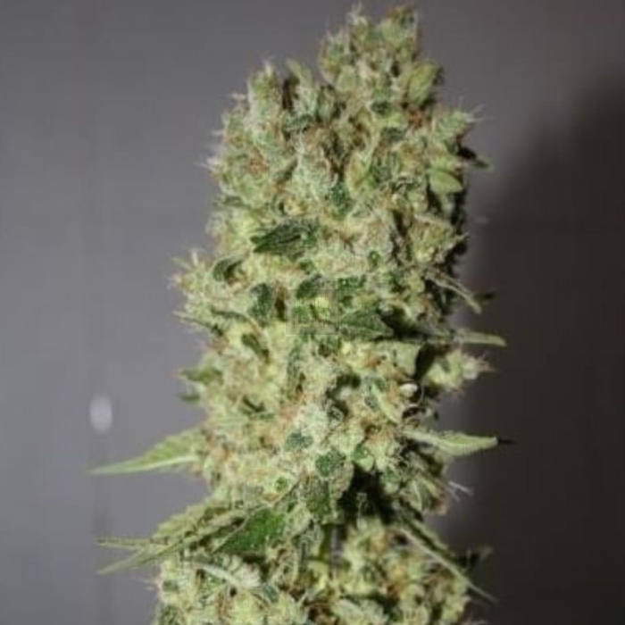 bcn-sour-diesel-medical-seeds_1.jpg