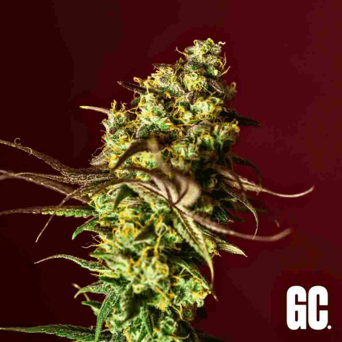 Grand Cru Genetics - Berry Bliss