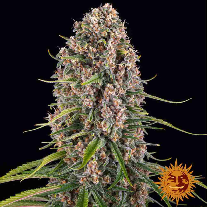 blueberry-cheese-barneys-farm6.jpg