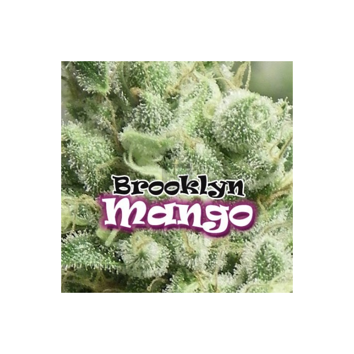 brooklyn-mango-feminizada.jpg