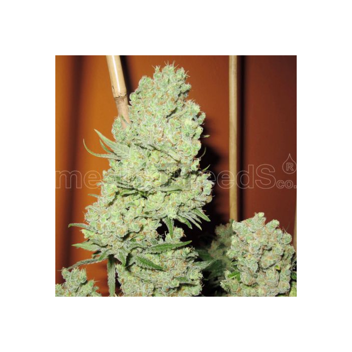 channel-medical-seeds_1.jpg