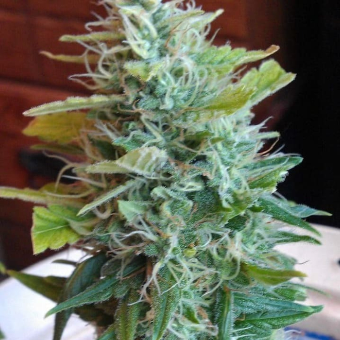 cluster-ch9-female-seeds_1_.jpg