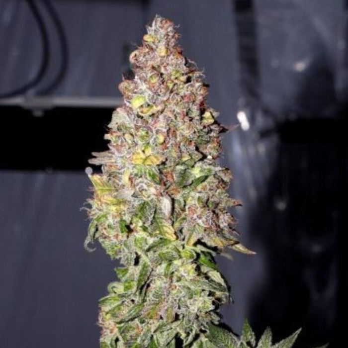 commercial-ch9-female-seeds_1_.jpg