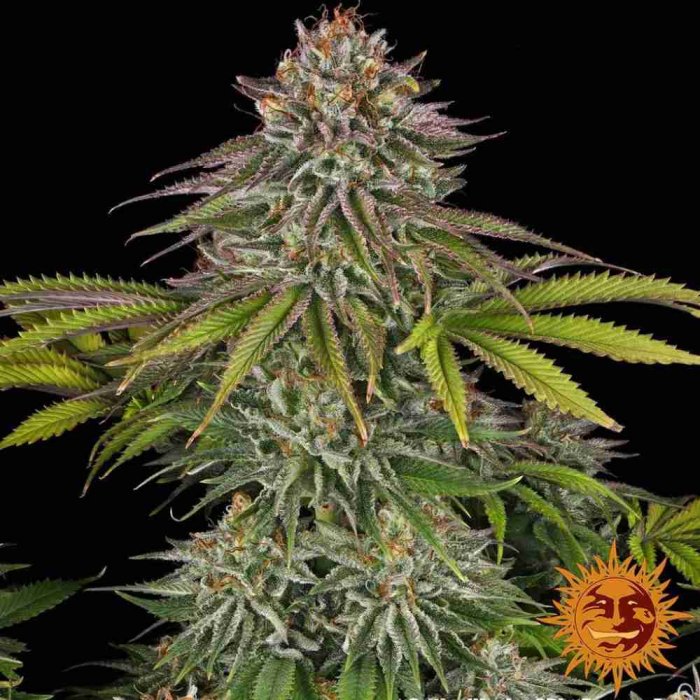 critical-kush-barney-s-farm2.jpg