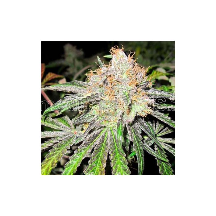 deep-neville-regular-medical-seeds.jpg