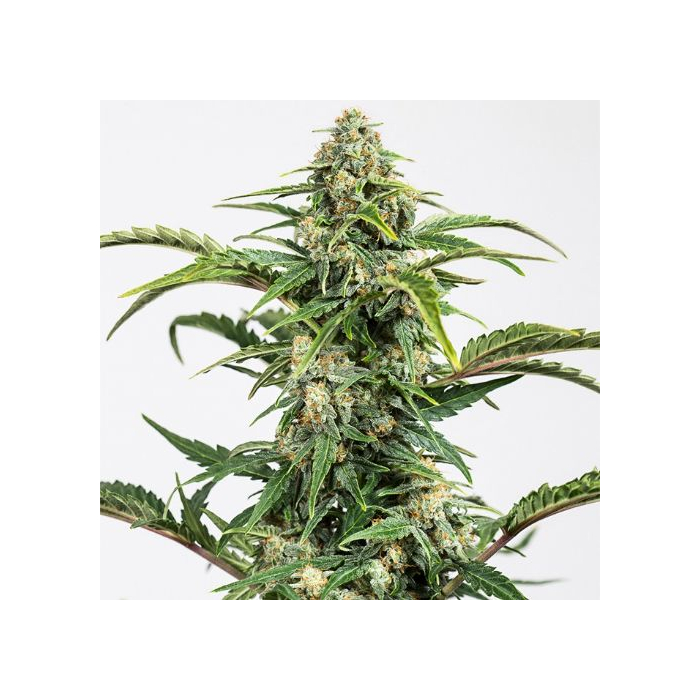 dinamed-cbd-auto_1_.jpg