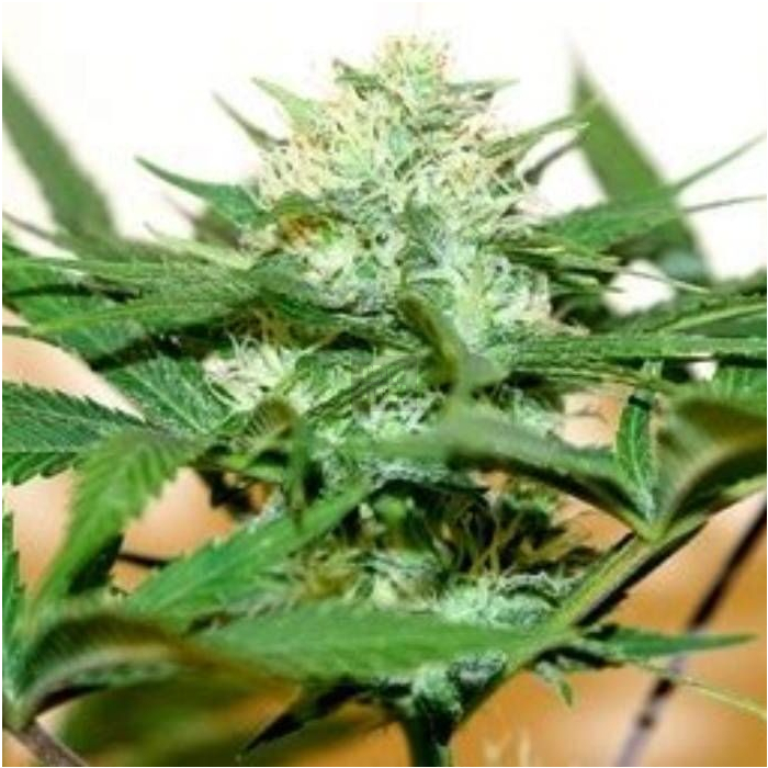 g-bolt-ch9-female-seeds_1.jpg