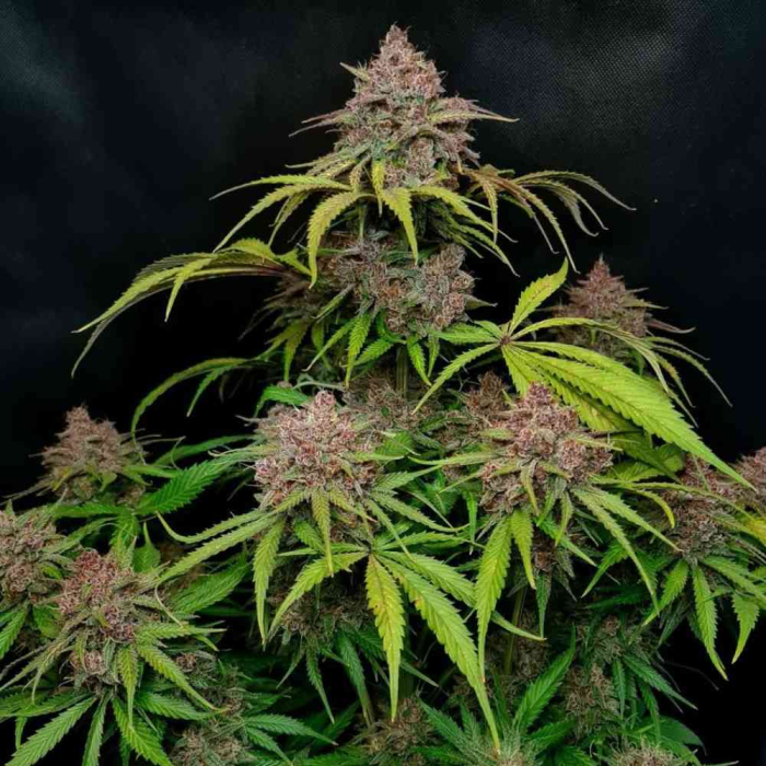 gorilla-punch-auto2.jpg