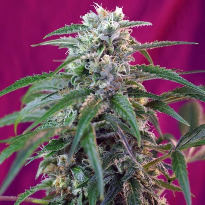 green-poison-auto-sweet-seeds2.jpg