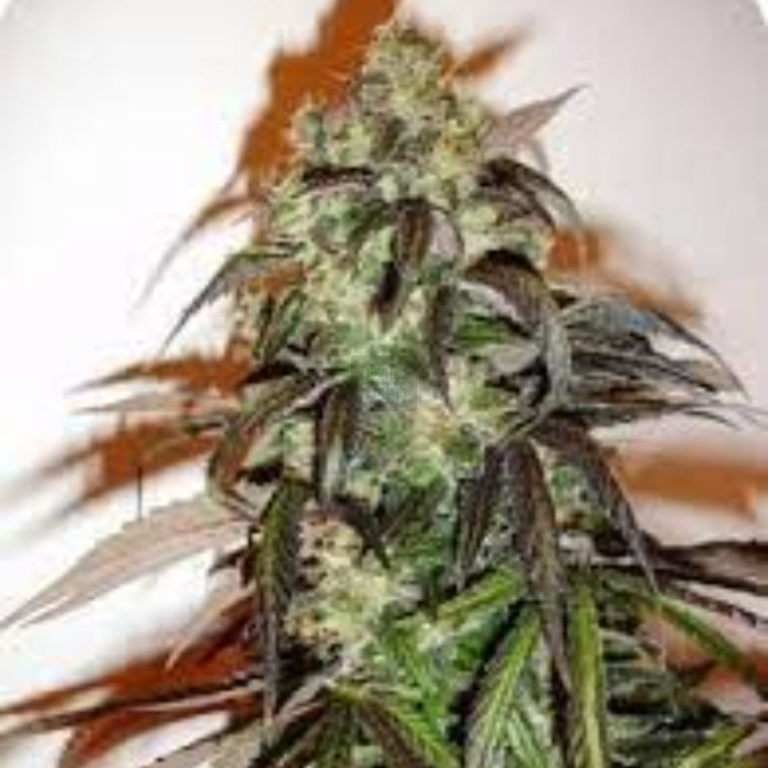 greenbud-ch9-female-seeds_1_.jpg