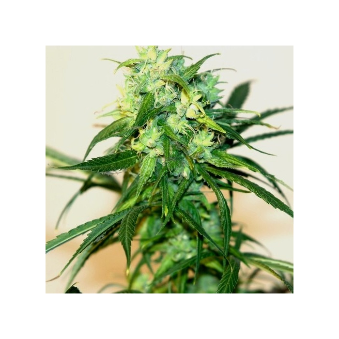 humboldt-ch9-female-seeds_1_.jpg