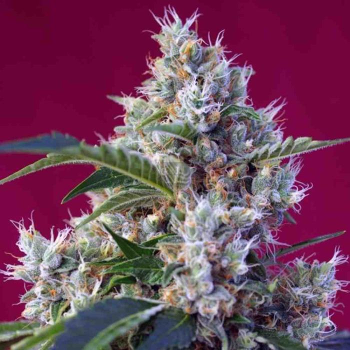 indigo-berry-kush-sweet-seeds2.jpg