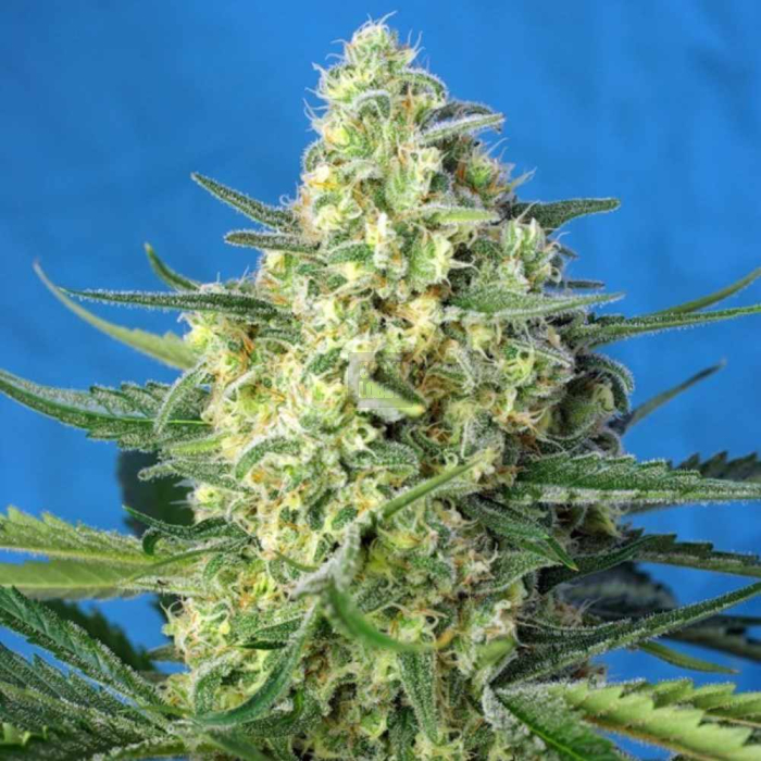 jack-47-xl-auto-sweet-seeds1.jpg