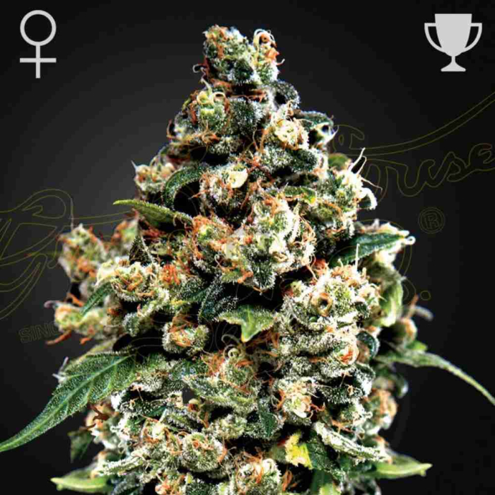 jack-herer-green-house.jpg