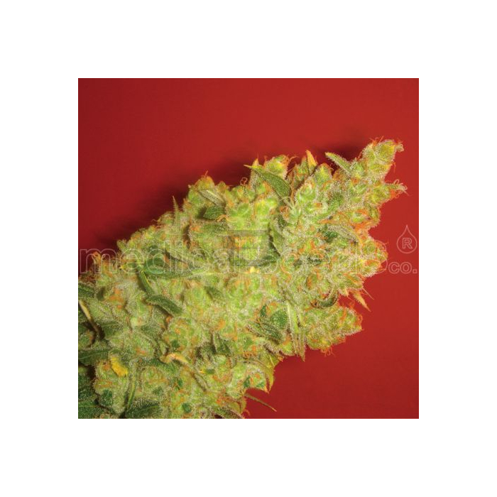 jack-la-mota-medical-seeds.jpg