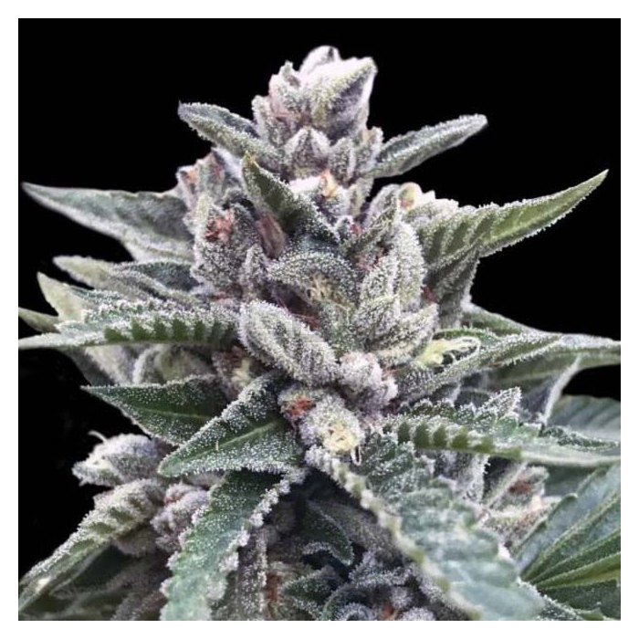 kosher-sorbet-dna-genetics.jpg