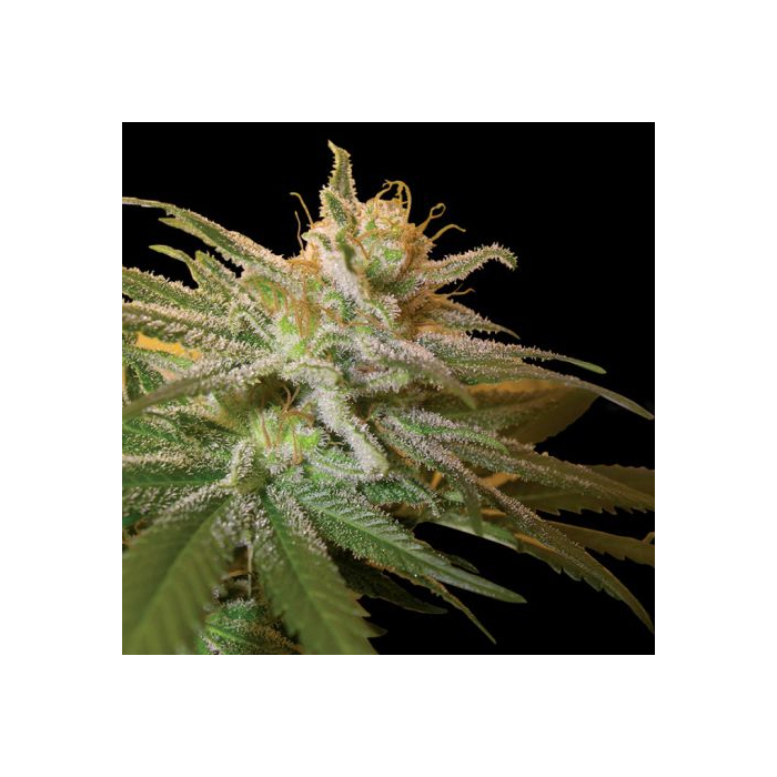 kushberry-feminizada-dna-genetics.jpg