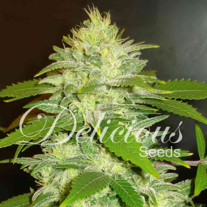 la-musa-auto-delicious-seeds.jpg