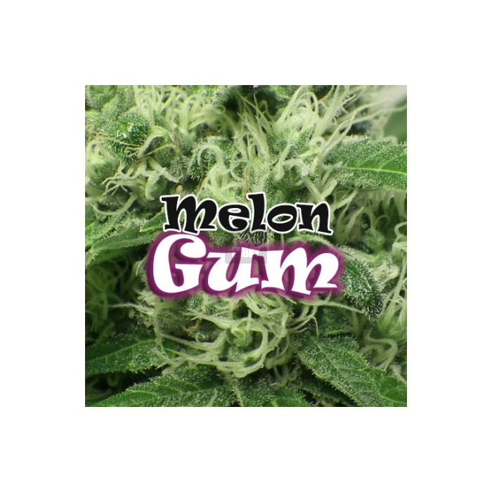 melon-gum-feminizada-dr-underground.jpg