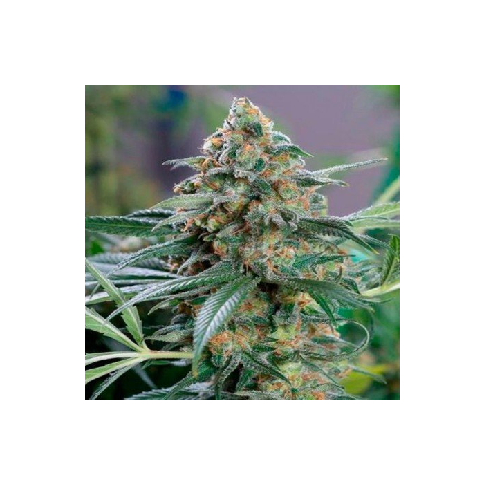 og-kush-cbd-medical-seeds.jpg