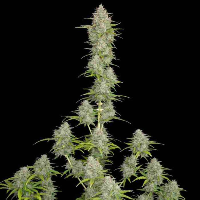 orange-sherbet-auto-fast-buds_1.jpg