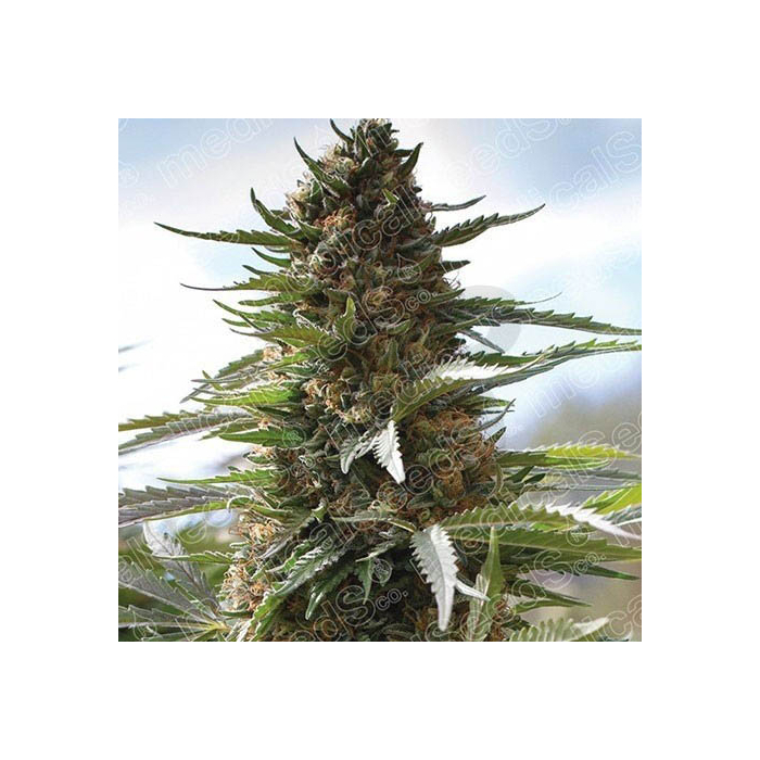 over-dawg-medical-seeds.jpg