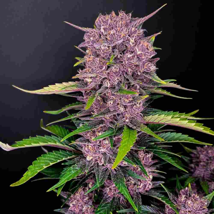 purple-lemonade-auto.jpg