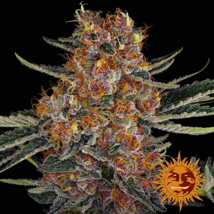 purple-punch-auto-barneys-farm.jpg